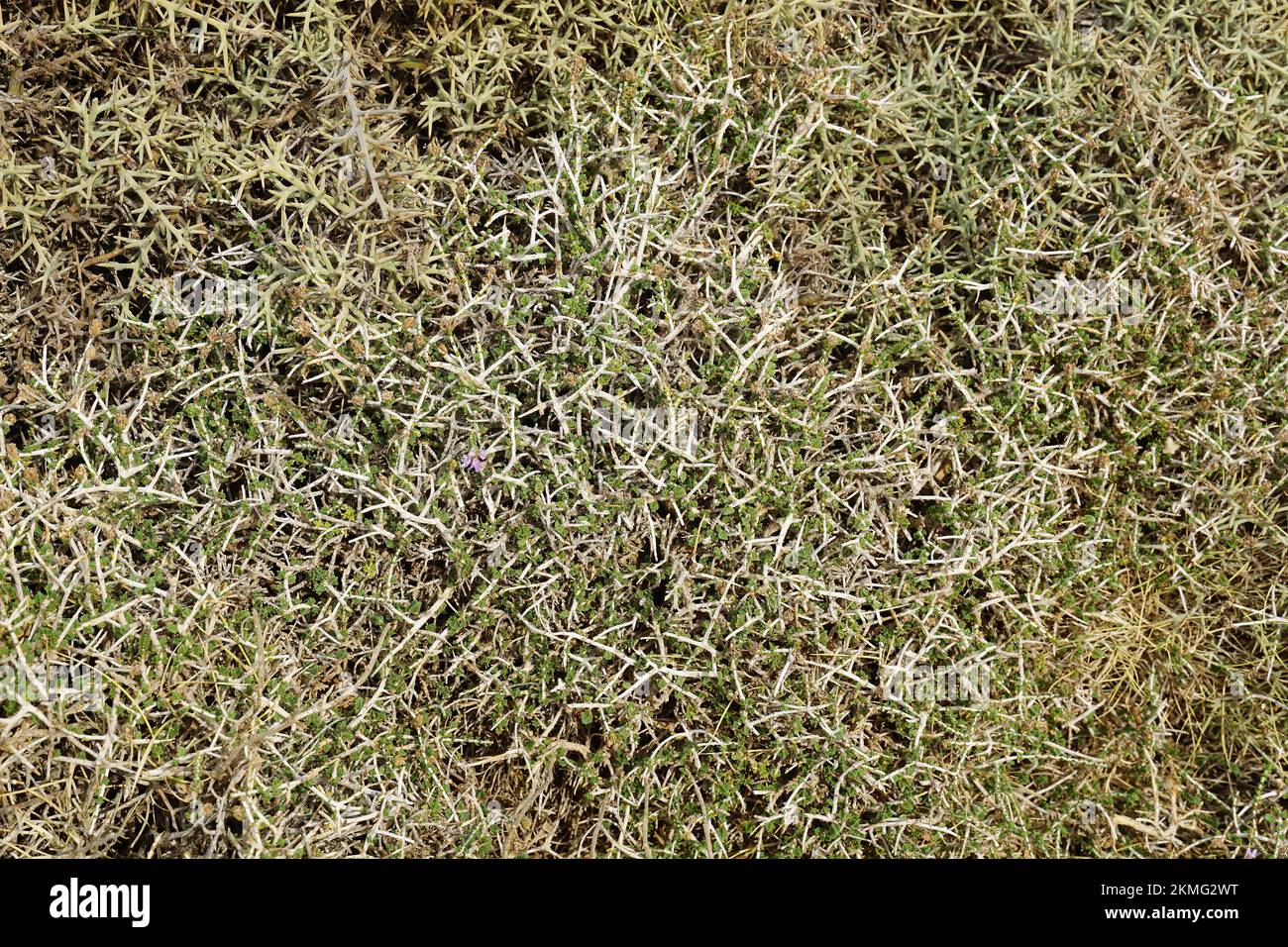 conehead thyme, Persianhyssop and Spanish oregano, Thymbra capitata