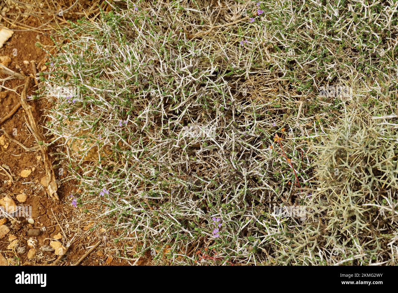 conehead thyme, Persianhyssop and Spanish oregano, Thymbra capitata