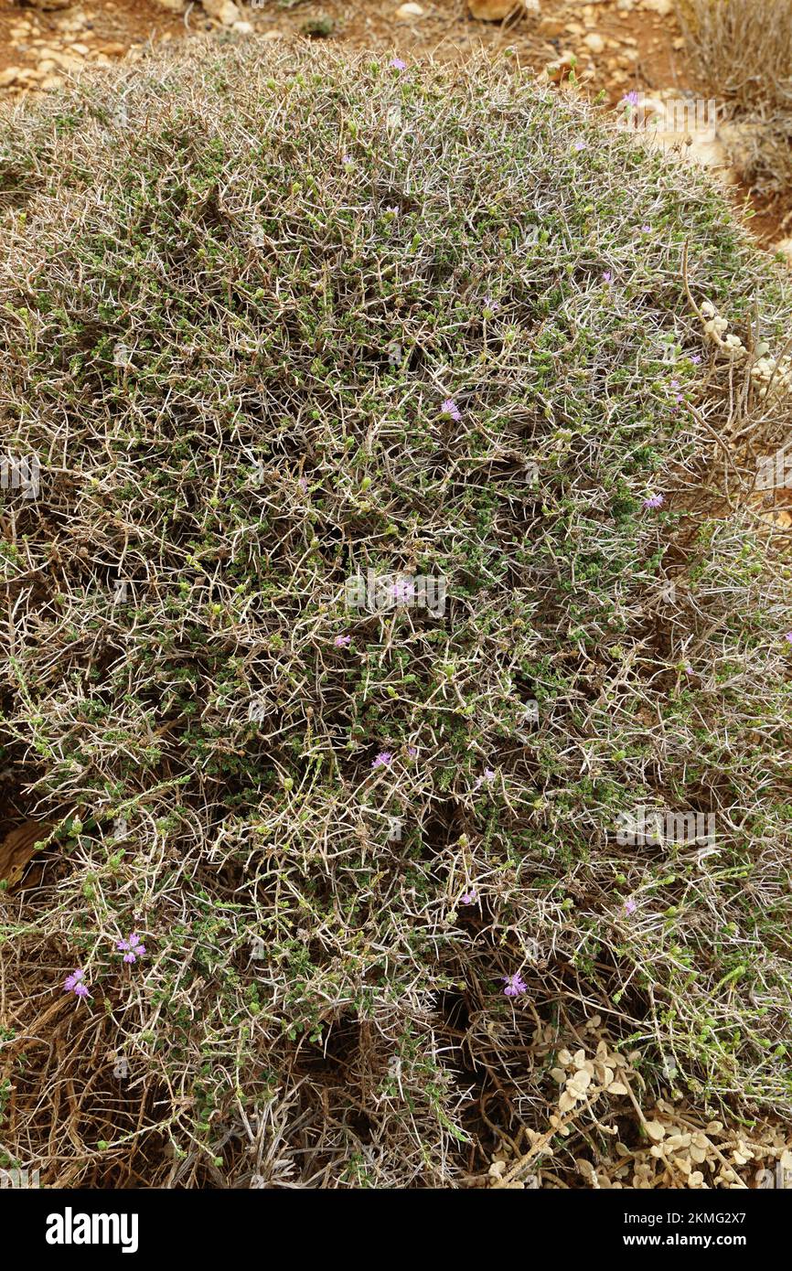 conehead thyme, Persianhyssop and Spanish oregano, Thymbra capitata