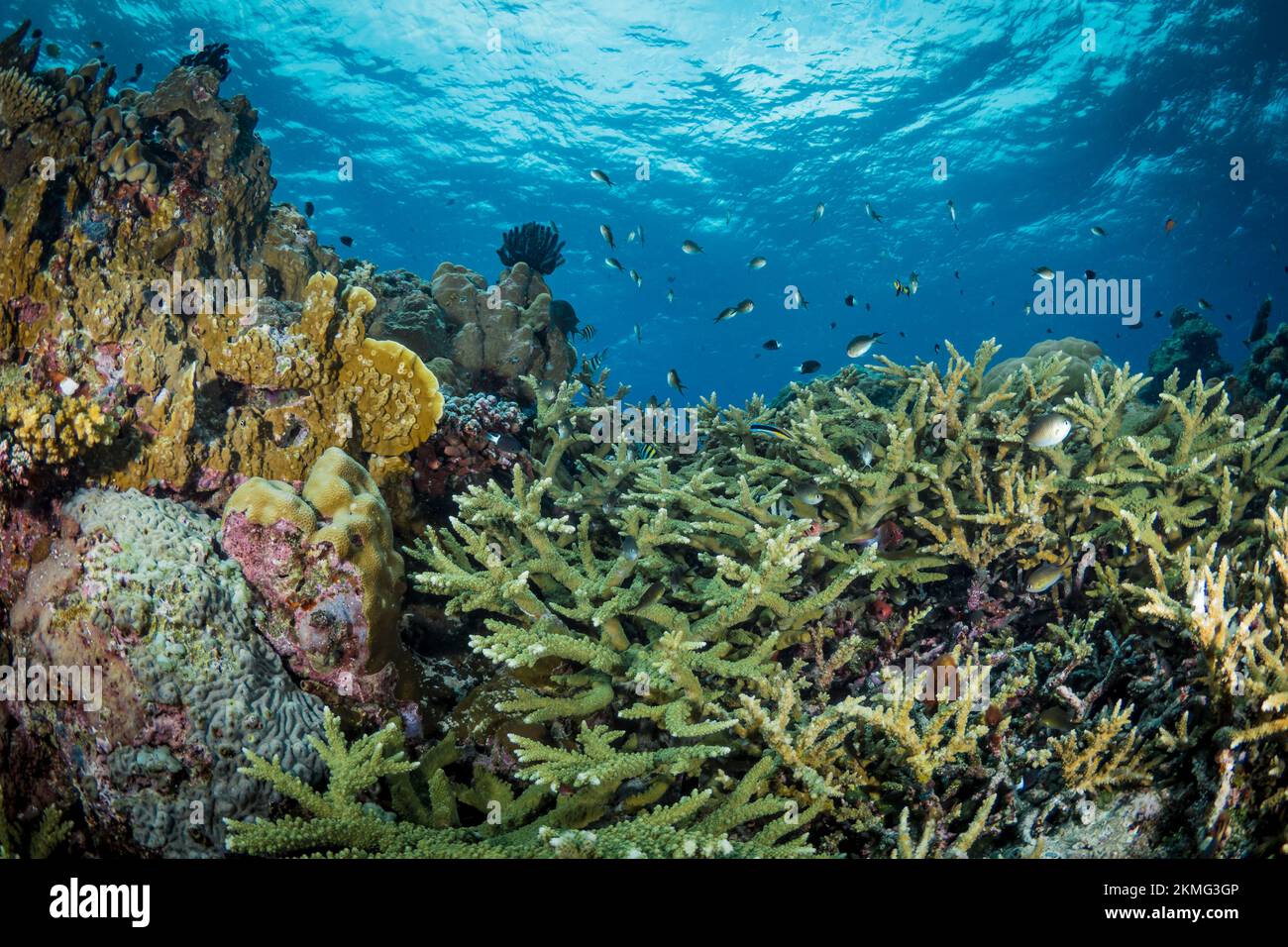 Super healthy hard coral reef in the Indo Pacific, busting with biodiversity and many marine species Stock Photo