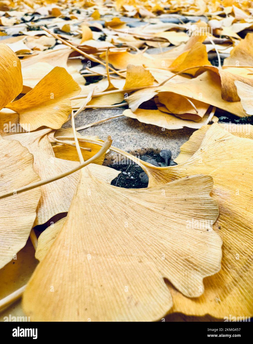 A vertical closeup of ginkgo leaves on a ground Stock Photo - Alamy