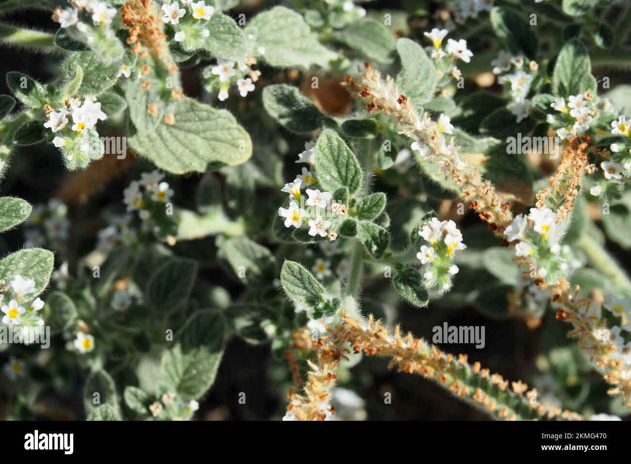 hairy heliotrope, Heliotropium hirsutissimum, kunkor, Crete, Greece, Europe Stock Photo