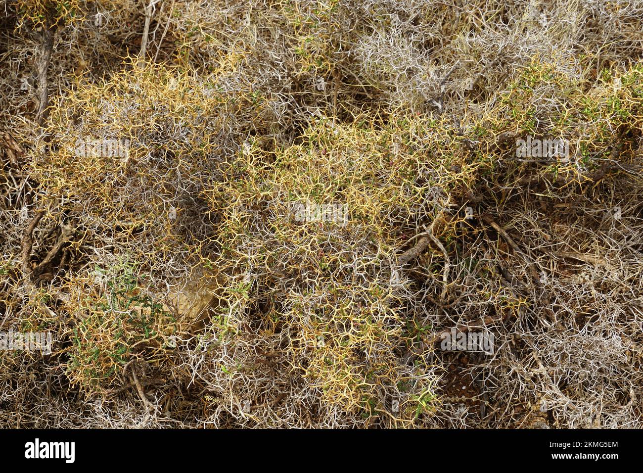 prickly, spiny, or thorny burnet, Sarcopoterium spinosum, Gramvousa Peninsula, Chersonesos Gramvousas, Crete, Greece, Europe Stock Photo