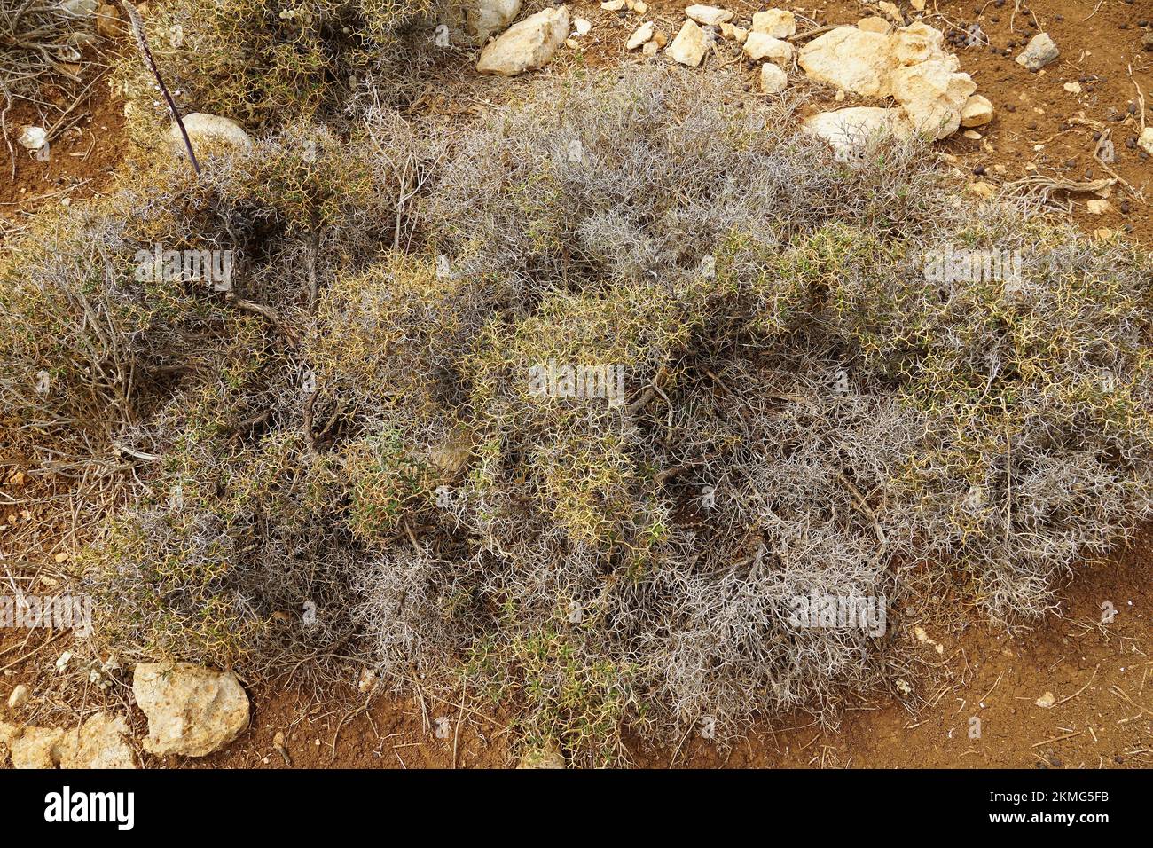 prickly, spiny, or thorny burnet, Sarcopoterium spinosum, Gramvousa Peninsula, Chersonesos Gramvousas, Crete, Greece, Europe Stock Photo