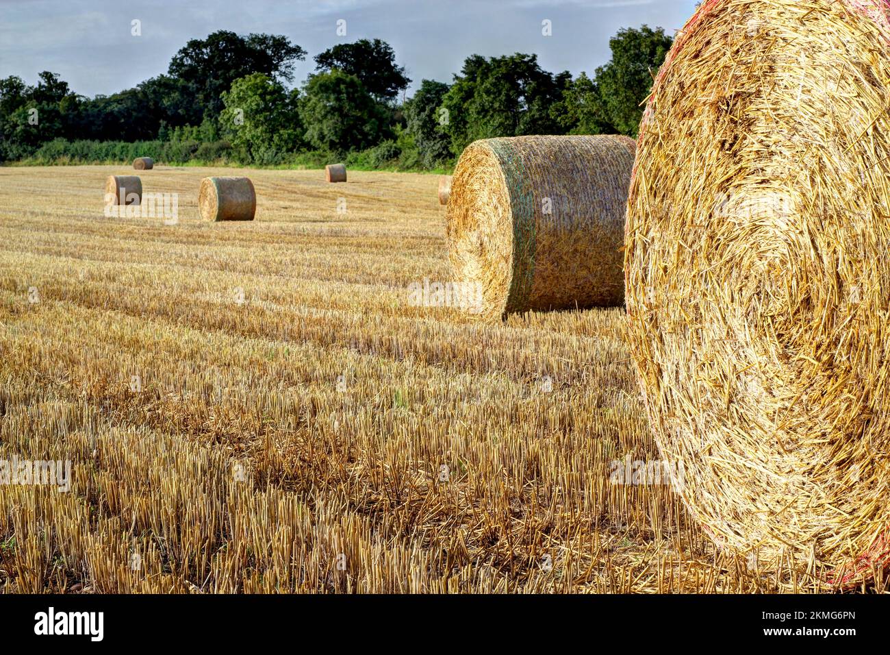 Round hay bales in a field after harvest in the Autumn or fall. Stock Photo