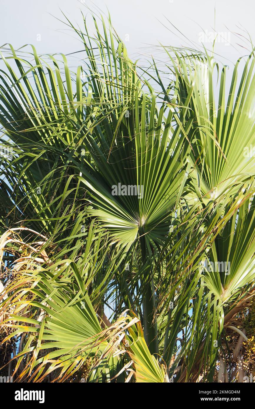 Mexican fan palm, Mexican washingtonia, Mexikanische Washingtonpalme, palmier jupon du Mexique, Washingtonia robusta, mexikói Washington-pálma, Crete Stock Photo