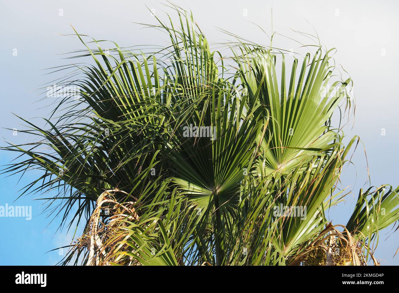 Mexican fan palm, Mexican washingtonia, Mexikanische Washingtonpalme, palmier jupon du Mexique, Washingtonia robusta, mexikói Washington-pálma, Crete Stock Photo