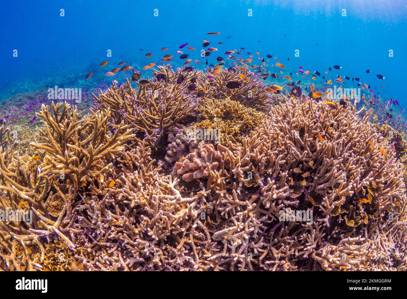 Biodiversity of coral reef system - Asortment of tropical reef fish ...