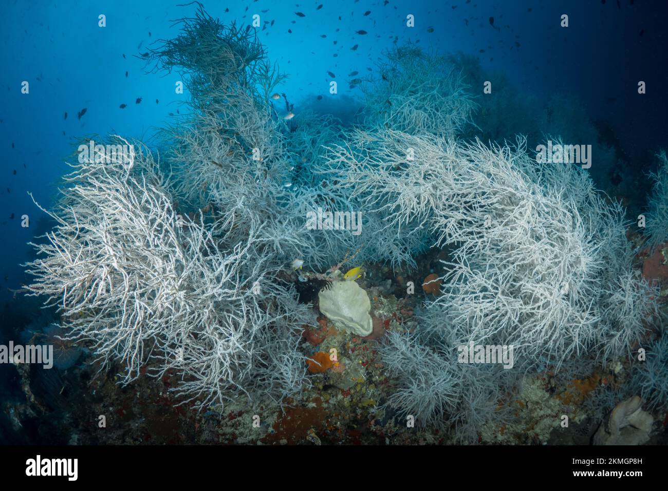 Beautiful large black coral reef Antipatharians Stock Photo Alamy
