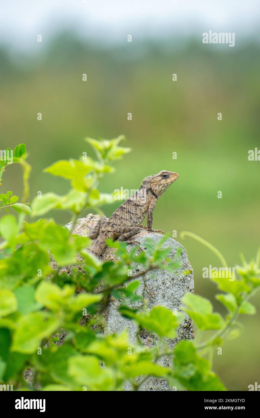 A vertical closeup of a steppe agama (Trapelus sanguinolentus) on a stone against blurred background Stock Photo