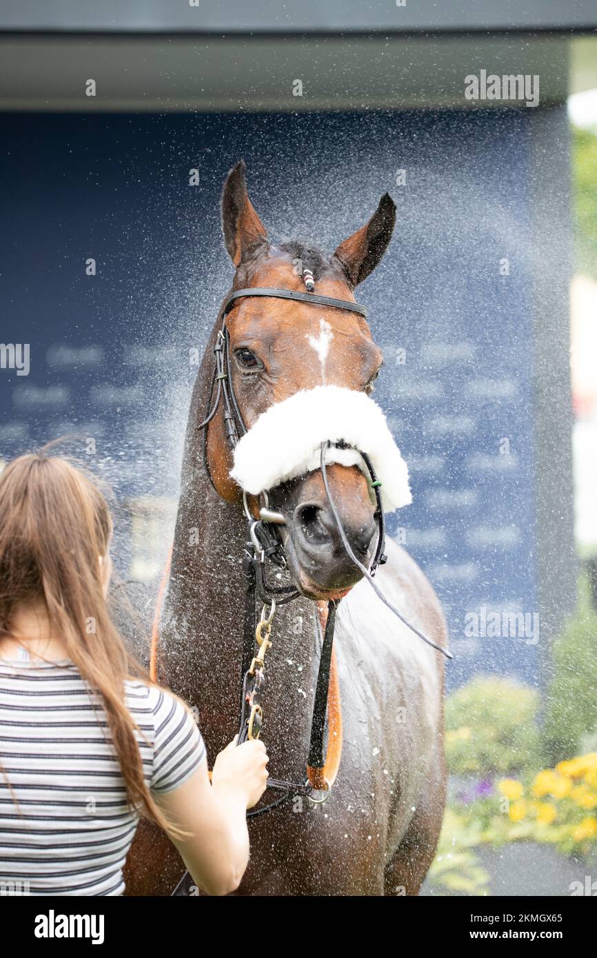 A vertical of a girl washing her horse, a horse in shower getting