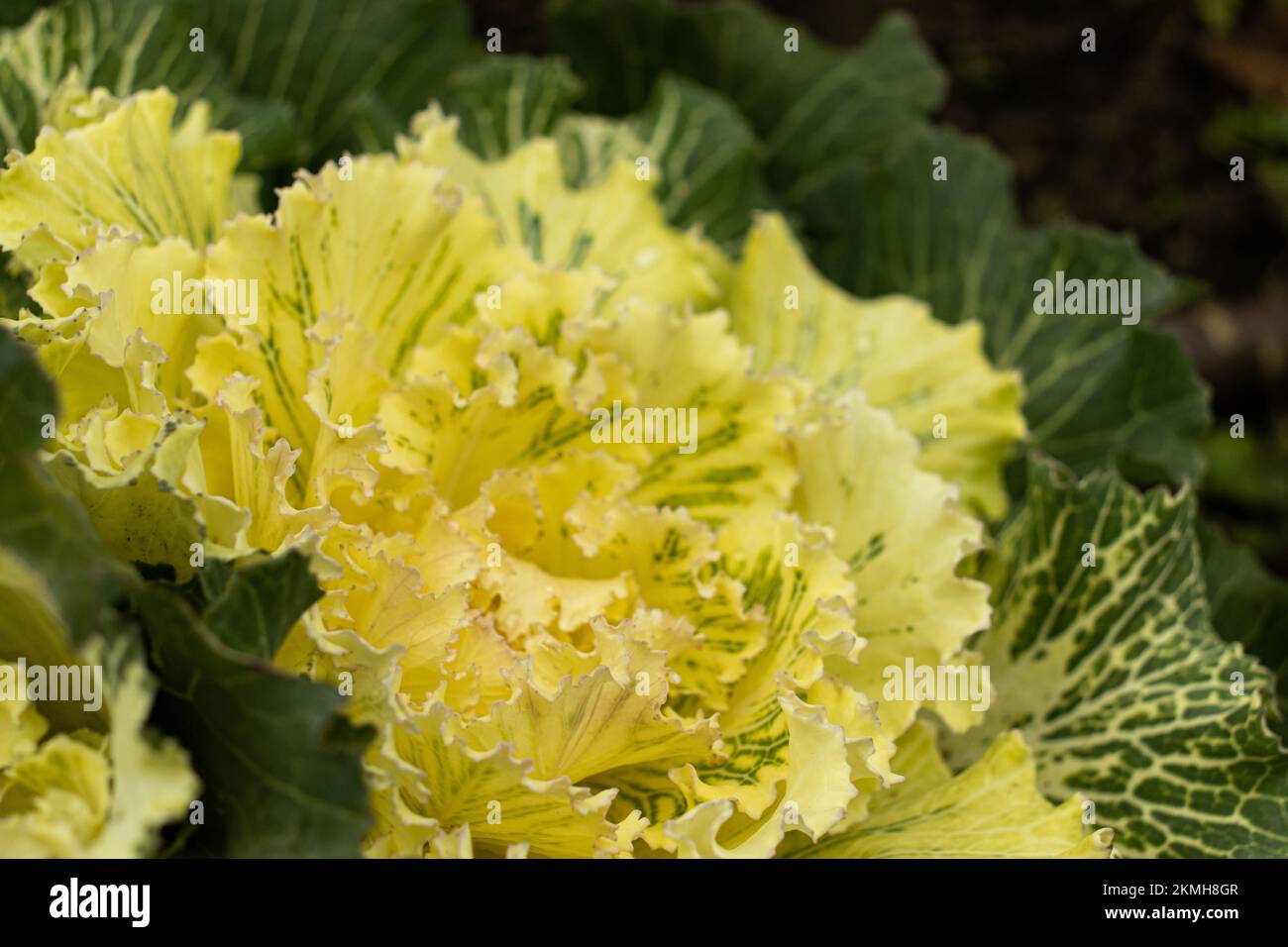 Ornamental cabbage in bright yellow in closeup Stock Photo Alamy