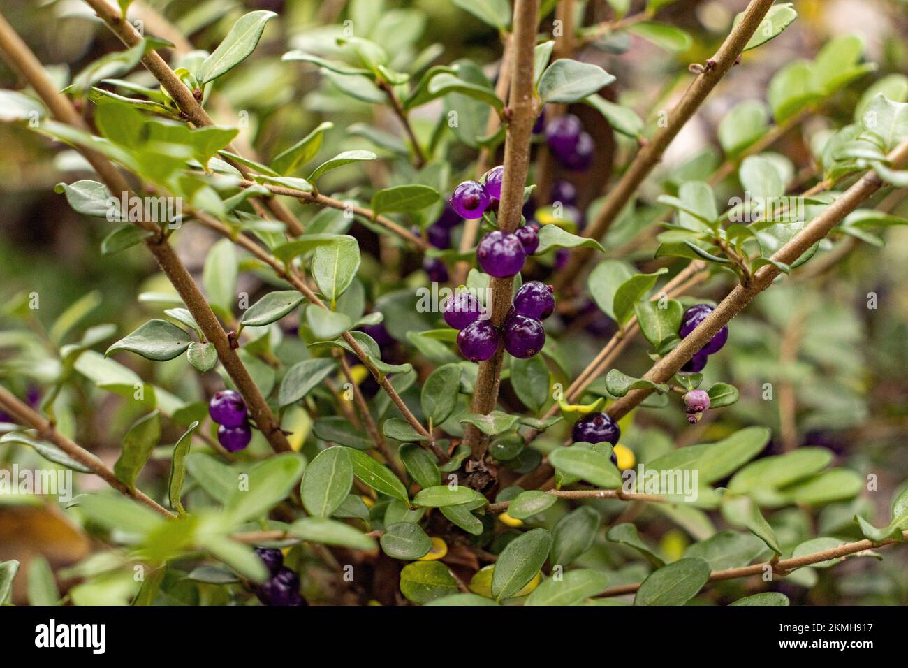 Lonicera pileata with ripe berries in close-up Stock Photo