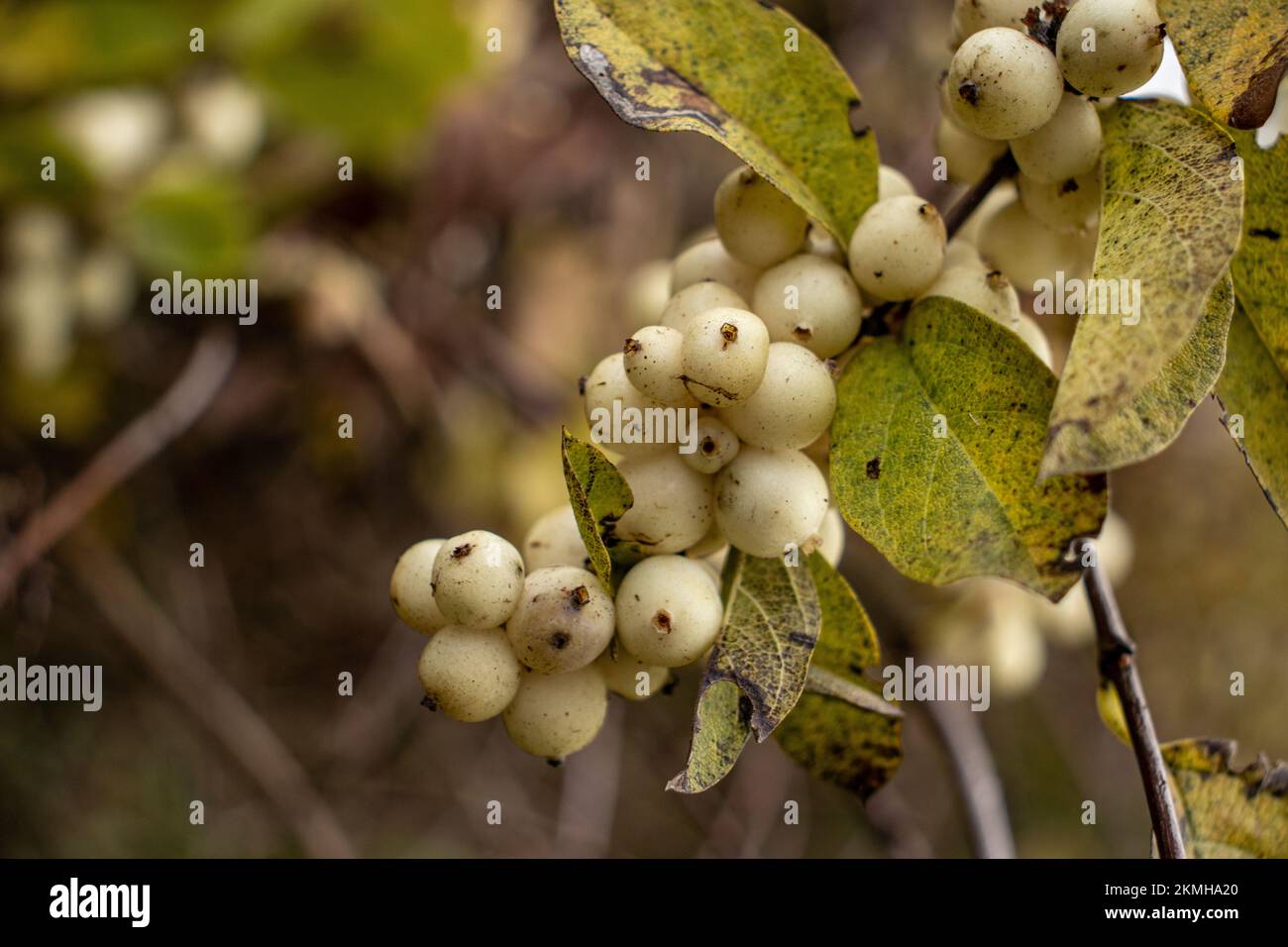 Close-up of Snowberry berries in autumn Stock Photo
