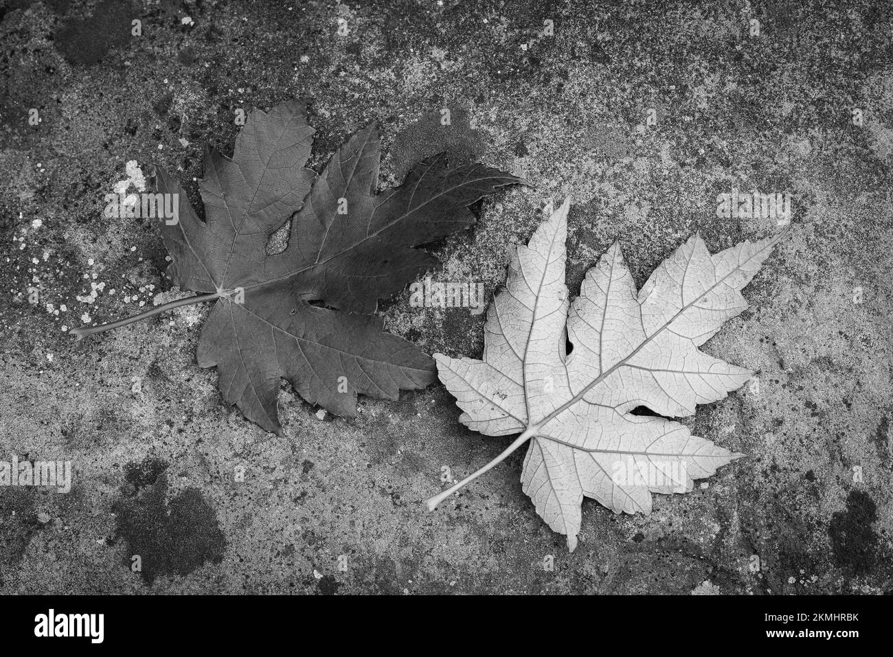 Maple leaves on the ground in grayscale. Autumn concept Stock Photo - Alamy