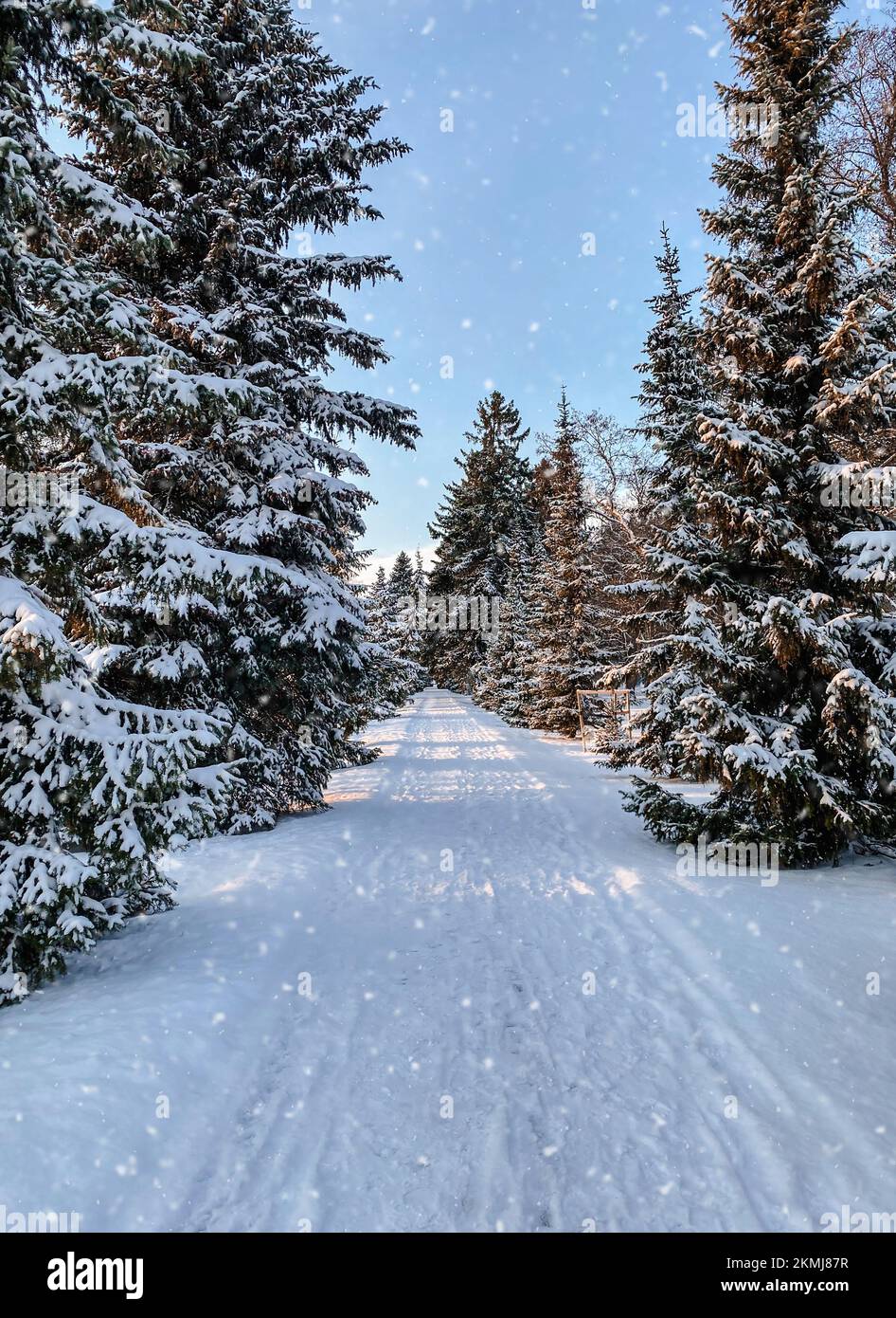 Beautiful winter landscape with fir trees covered with snow. Vertical  photography Stock Photo - Alamy, image size:946x1390