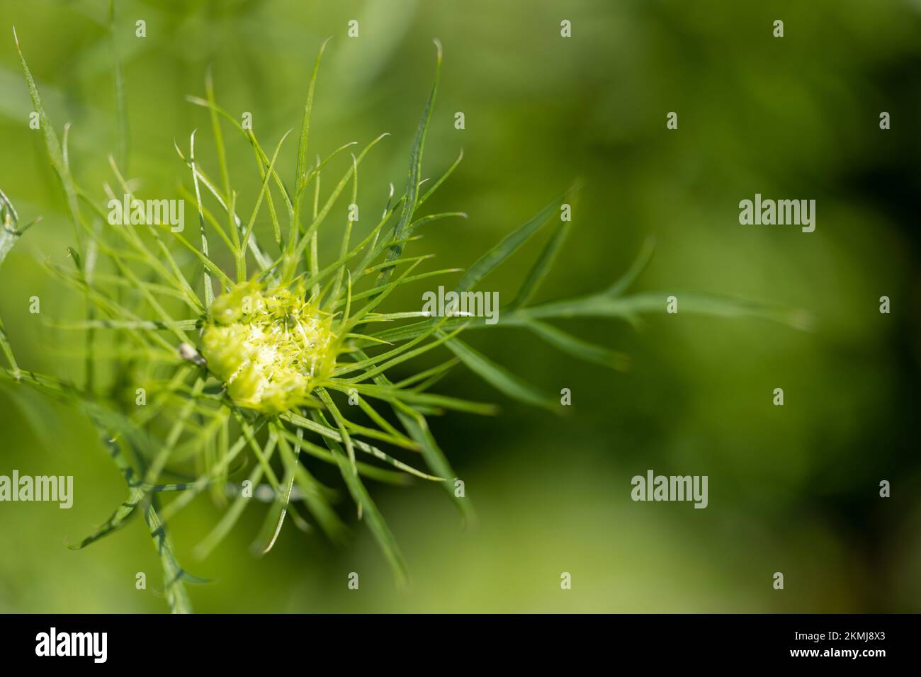 Curled center hi-res stock photography and images - Alamy
