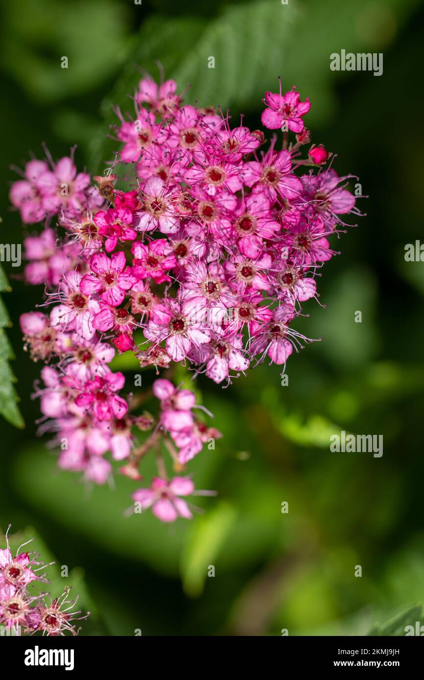 Tiny cluster of flowers hi-res stock photography and images - Alamy