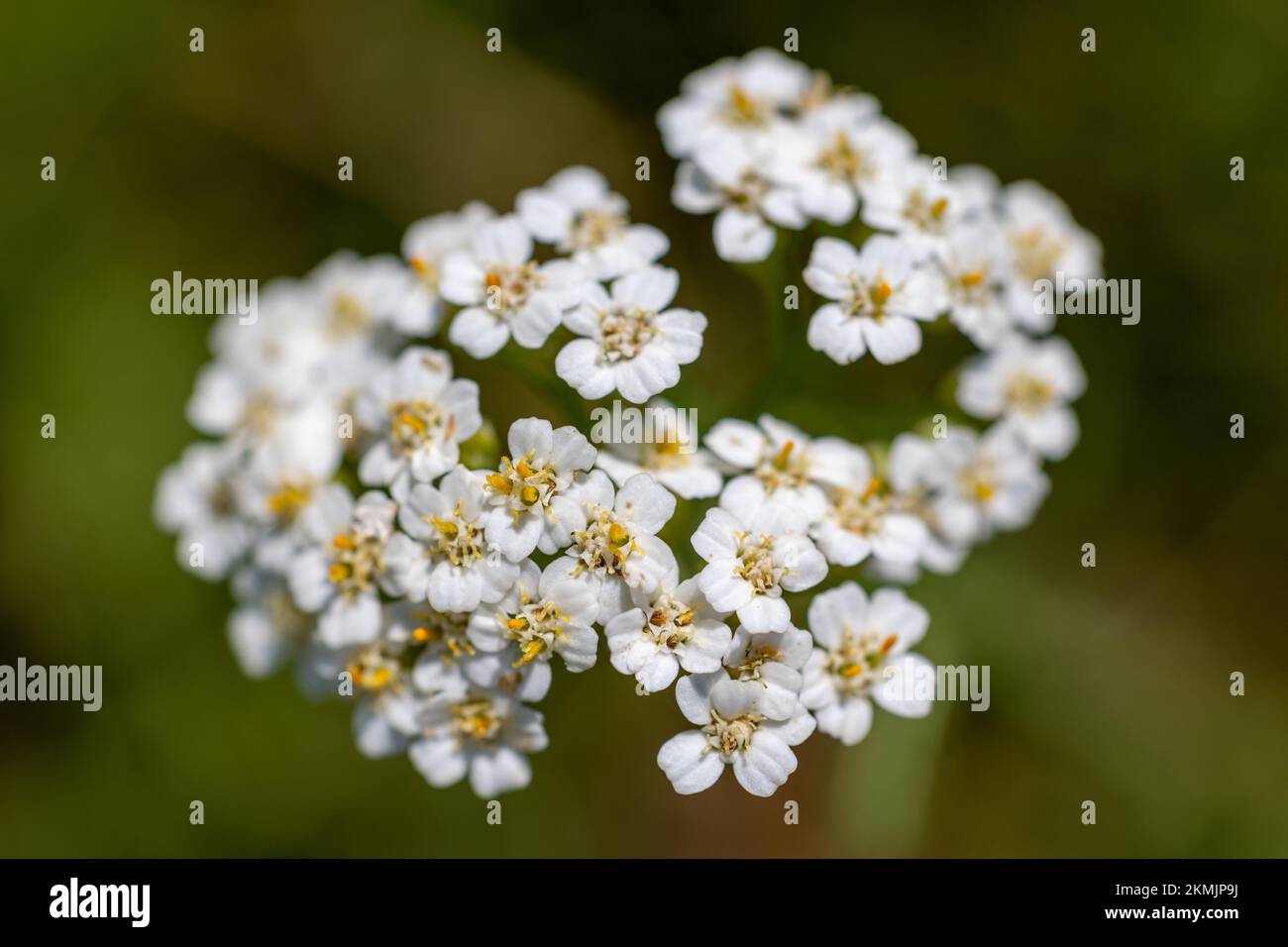 Tiny cluster of flowers hi-res stock photography and images - Alamy