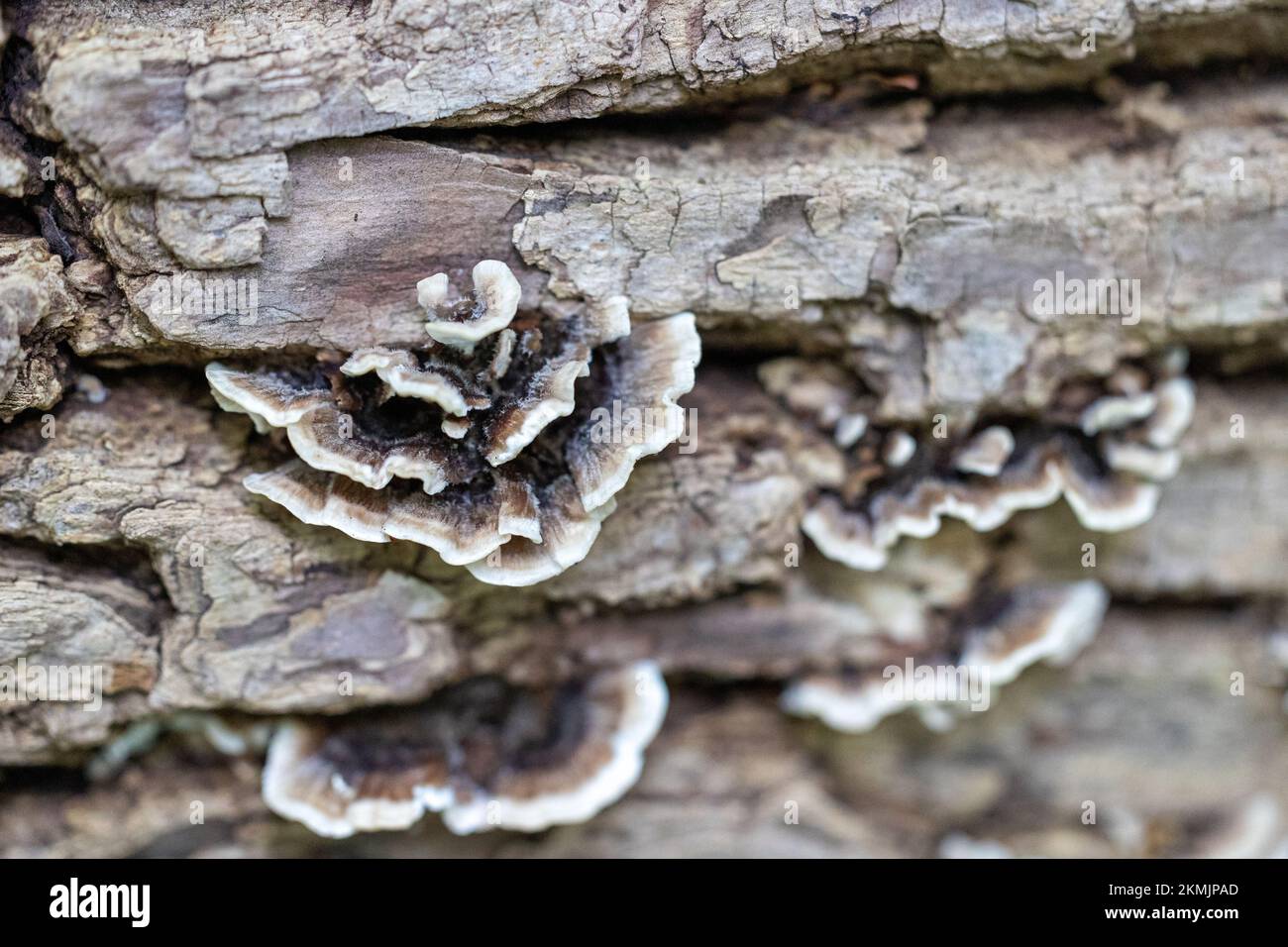 A closeup of a Fungus growing on a fallen tree trunk Stock Photo - Alamy