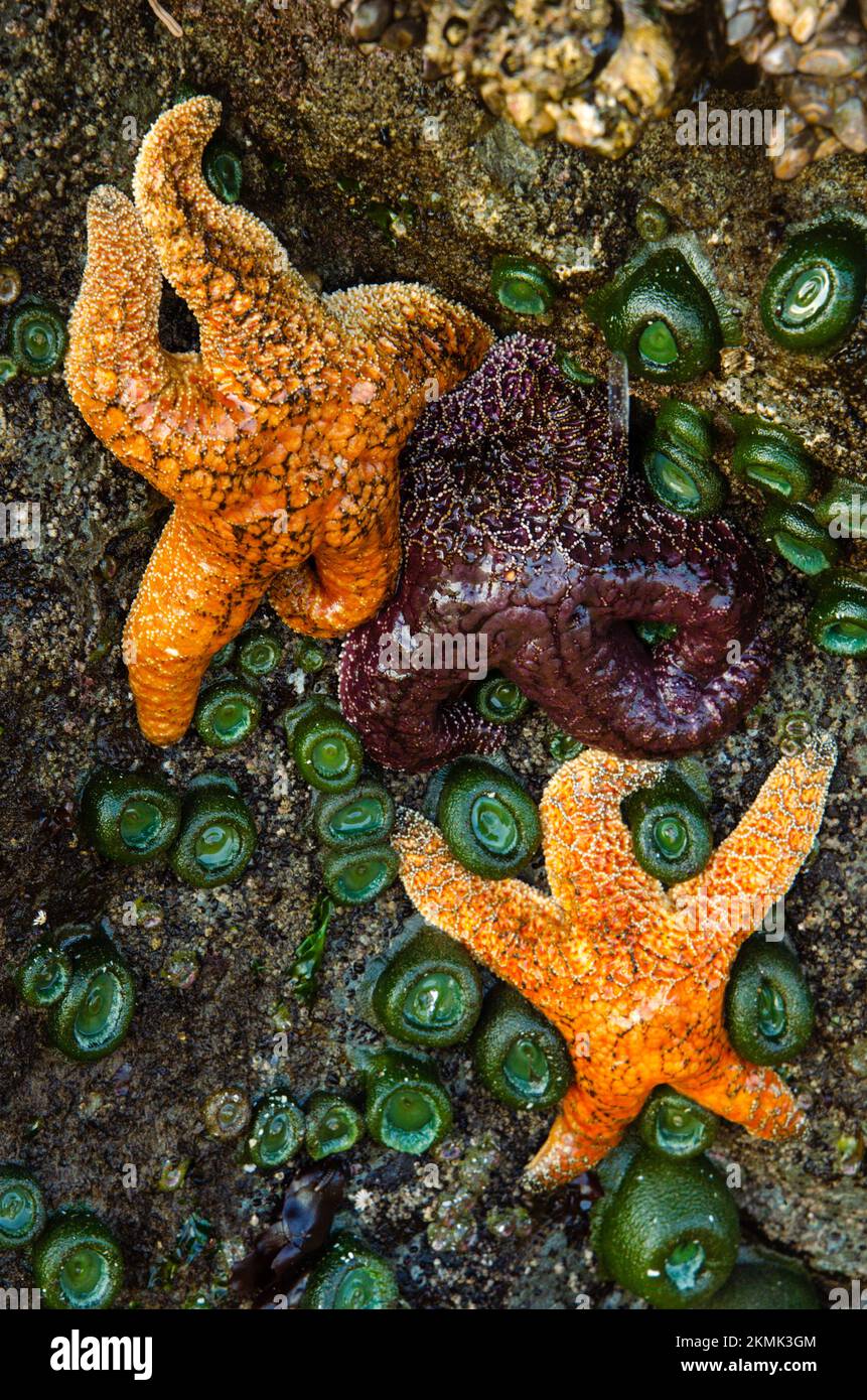 Starfish in Tidal Pools at Bandon Beach in Southern Oregon Stock Photo