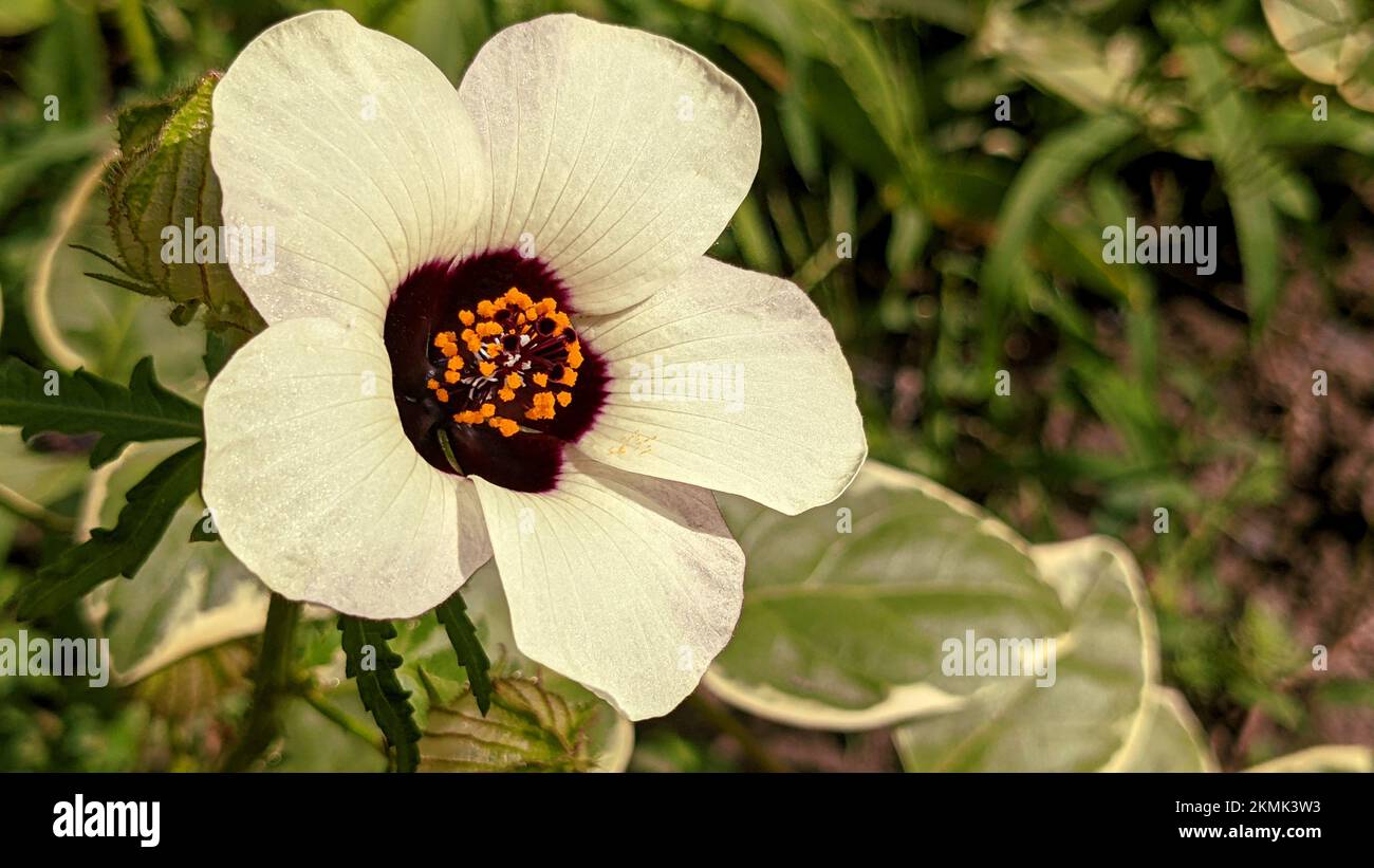 Beautiful white flower of Deccan hemp or Java jute (Hibiscus cannabinus) close up Stock Photo
