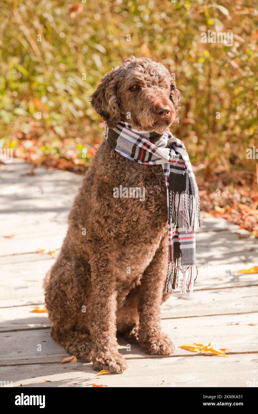 Standard poodle wearing a scarf outside at the park on a sunny autumn day. Tall female poodle enjoying the outdoors during the fall season. Stock Photo