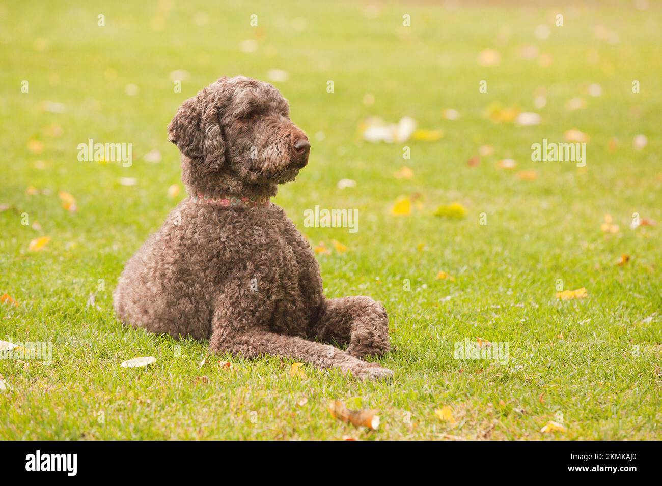 Tall poodle cheap