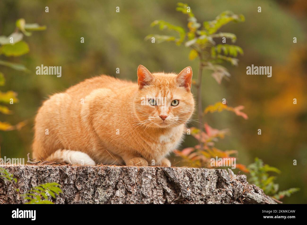 Big fat yellow cat in the outdoors during the fall season. Overweight male orange tabby cat outside in autumn on a blurry background. Stock Photo