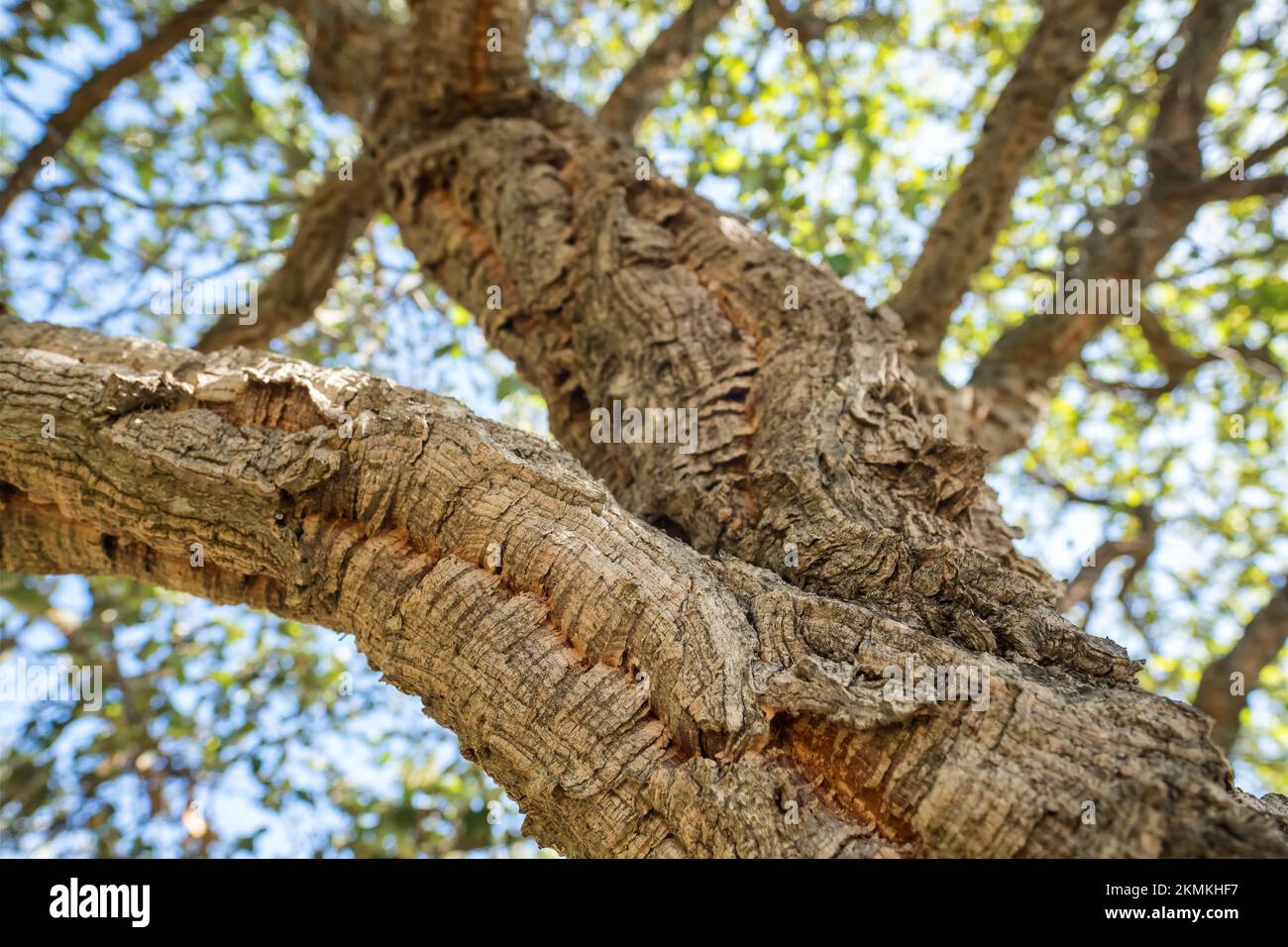 Cork oak wood tree closeup Stock Photo Alamy