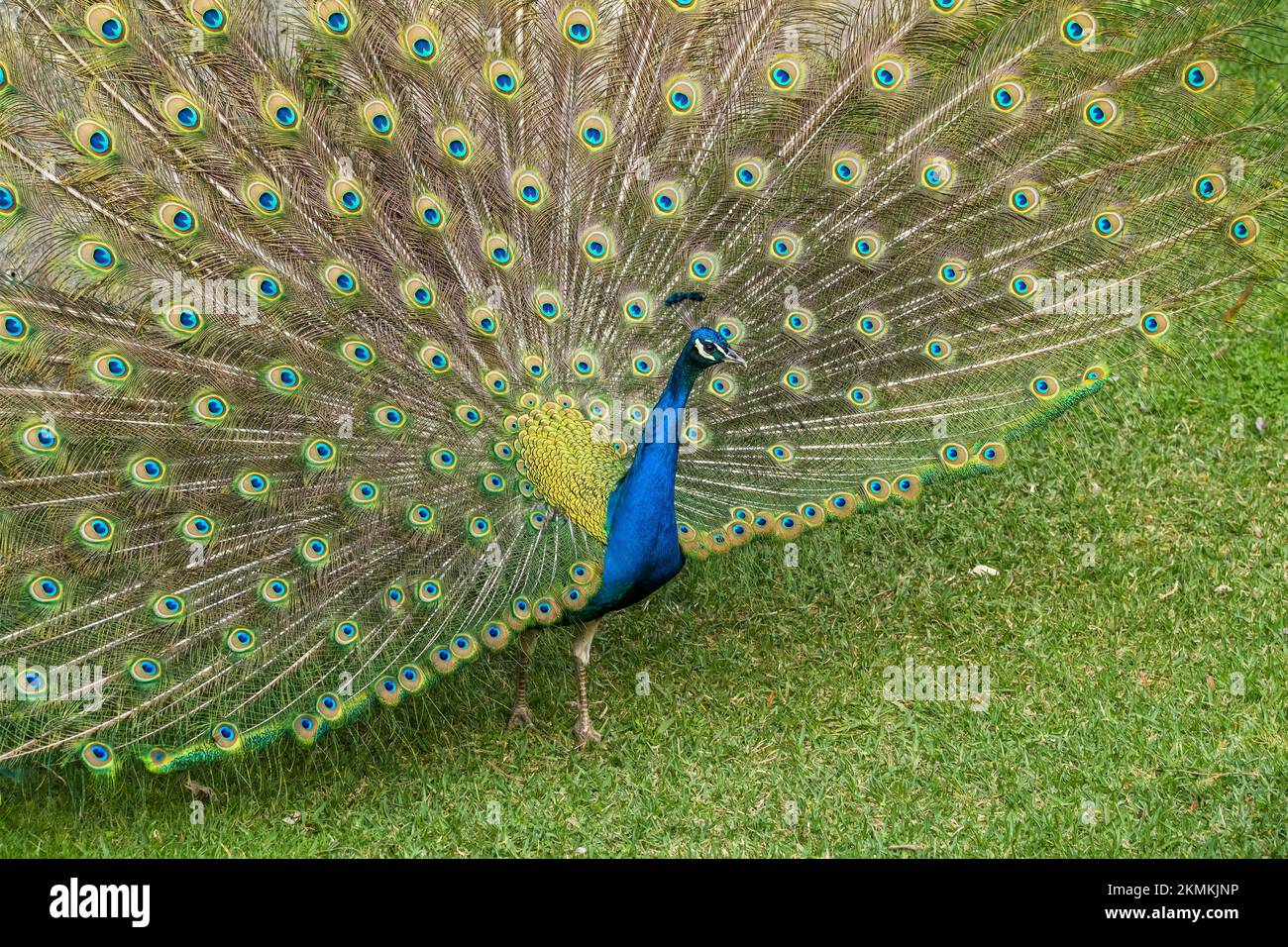 A blue peacock fanning its tail on green grass Stock Photo