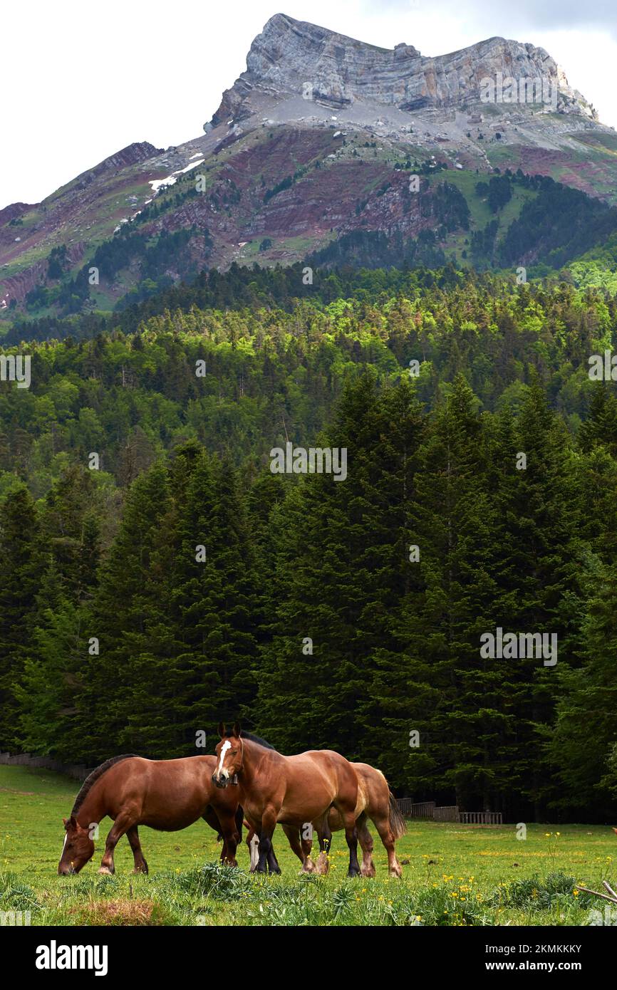 pirineo aragones,caballos,selva de oza,castillo acher,río,senderismo ...