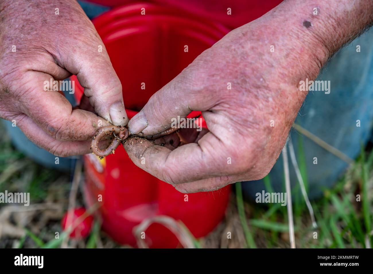 caucasian hands putting a worm on a hook to use as live bait Stock