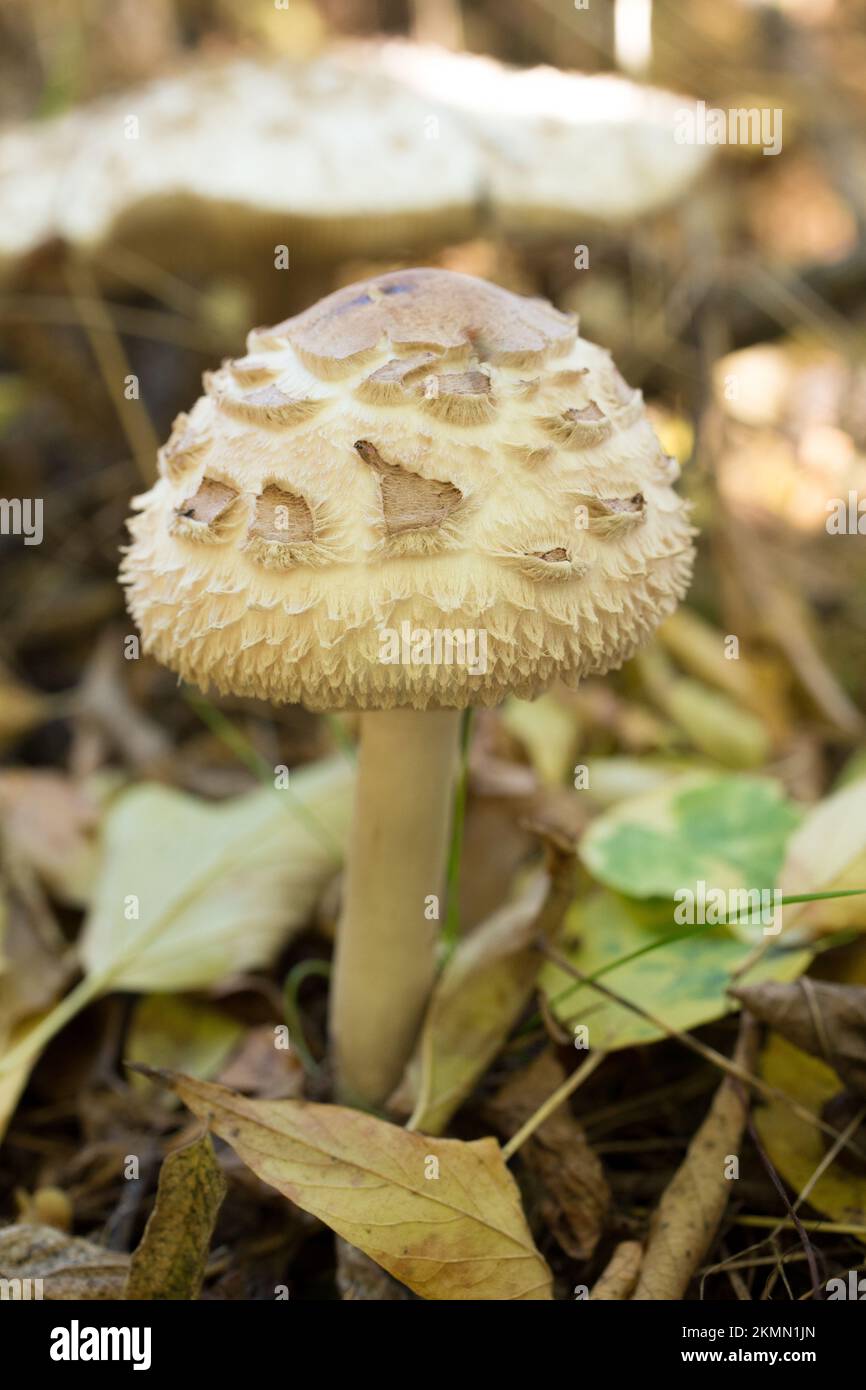 A shaggy parasol mushroom, Chlorophyllum rhacodes. The mushroom was found  growing under an ironwood tree, in Troy, Montana. Scientific synonyms of t  Stock Photo - Alamy