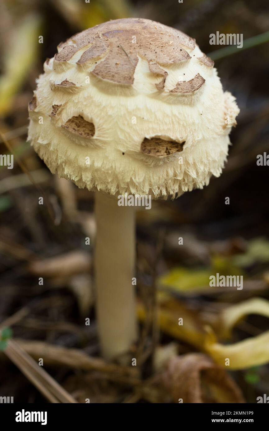 A Shaggy Parasol Mushroom Chlorophyllum Rhacodes The Mushroom Was A shaggy parasol mushroom chlorophyllum rhacodes the mushroom was