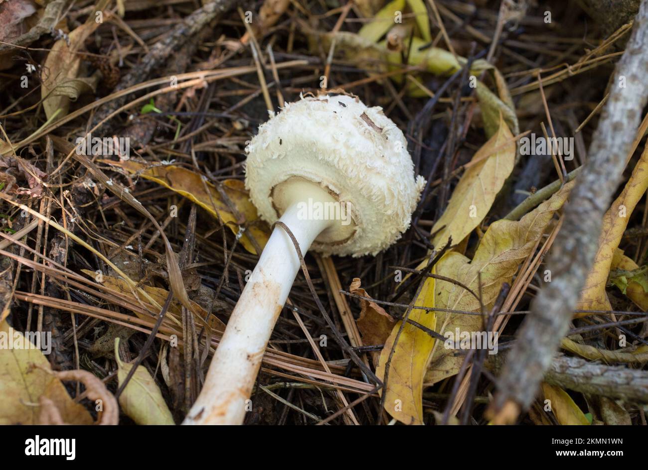 A Shaggy Parasol Mushroom Chlorophyllum Rhacodes The Mushroom Was A shaggy parasol mushroom chlorophyllum rhacodes the mushroom was