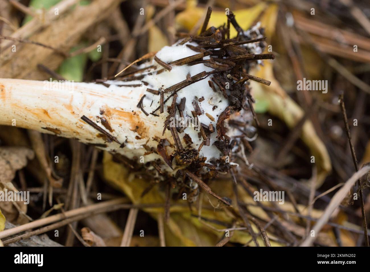 The stem base and mycelium of a shaggy parasol mushroom, Chlorophyllum rhacodes. The mushroom was found growing under an ironwood tree, in Troy, Monta Stock Photo