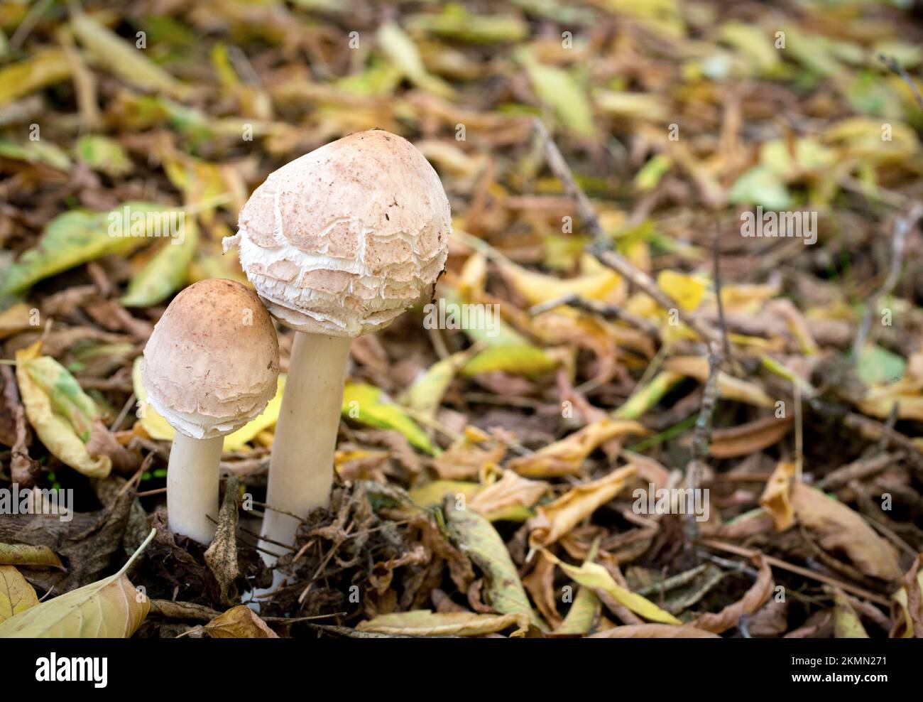 Shaggy parasol mushrooms, Chlorophyllum rhacodes, found growing under an ironwood tree, in Troy, Montana.   Scientific synonyms of this mushroom inclu Stock Photo
