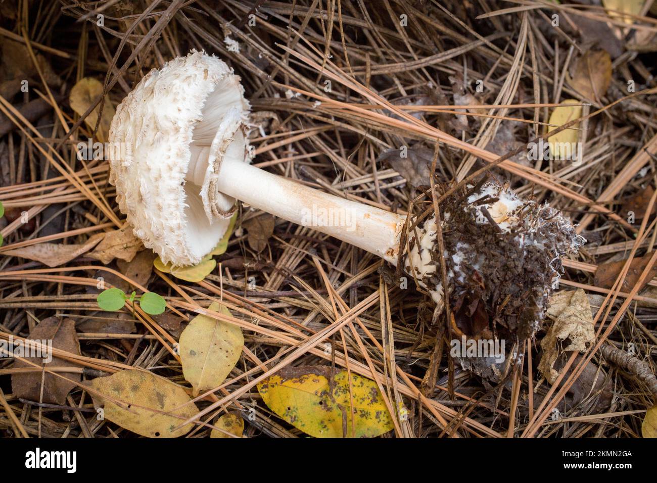 A shaggy parasol mushroom, Chlorophyllum rhacodes, showing the veil, stem, stem base, and mycelium. This mushroom was found growing under an ironwood Stock Photo