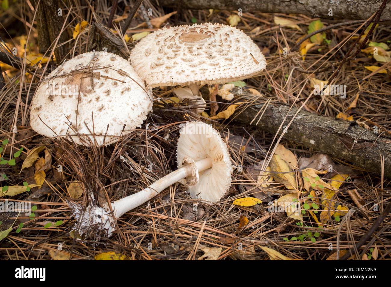 Shaggy Parasol Mushrooms Chlorophyllum Rhacodes Found Growing Under Shaggy parasol mushrooms chlorophyllum rhacodes found growing under