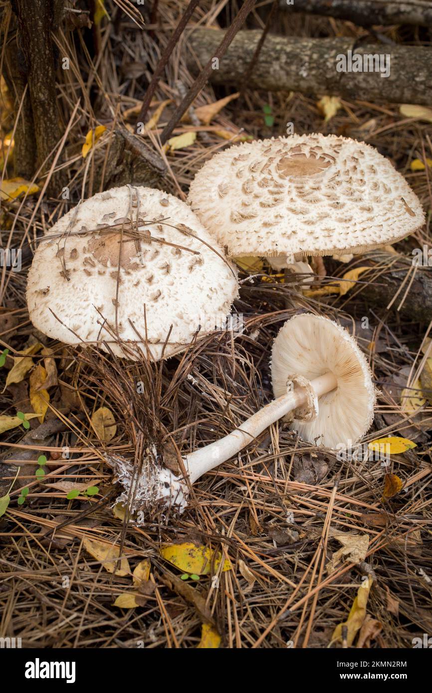 Shaggy parasol mushrooms, Chlorophyllum rhacodes, found growing under an ironwood tree, in Troy, Montana.   Scientific synonyms of this mushroom inclu Stock Photo