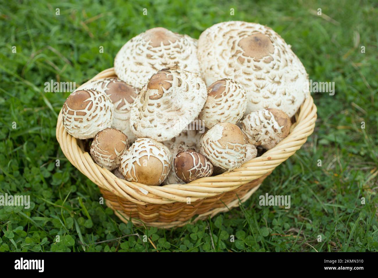 A basket of shaggy parasol mushrooms, Chlorophyllum rhacodes. the mushrooms were found growing an apple tree, in Troy, Montana.   Scientific synonyms Stock Photo