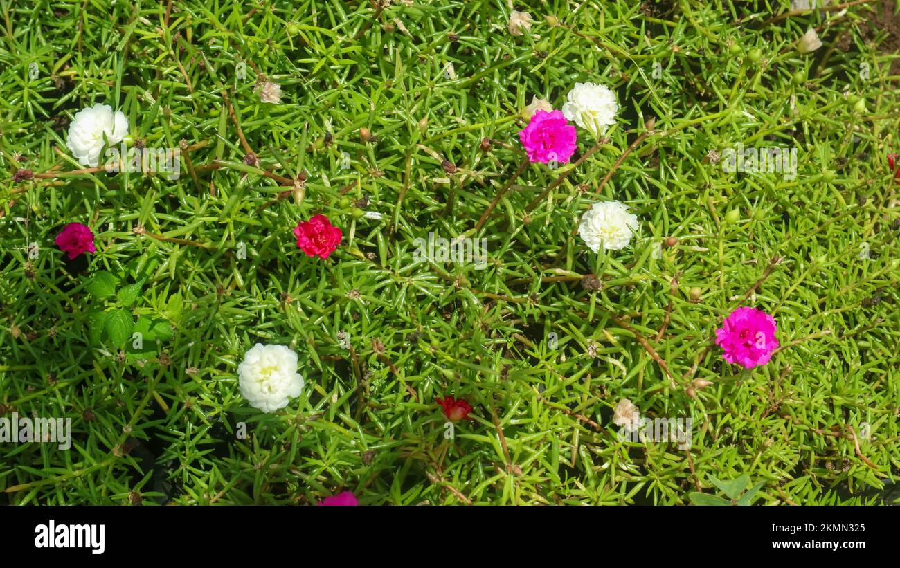 beautiful and amazing purslane moss rose Stock Photo