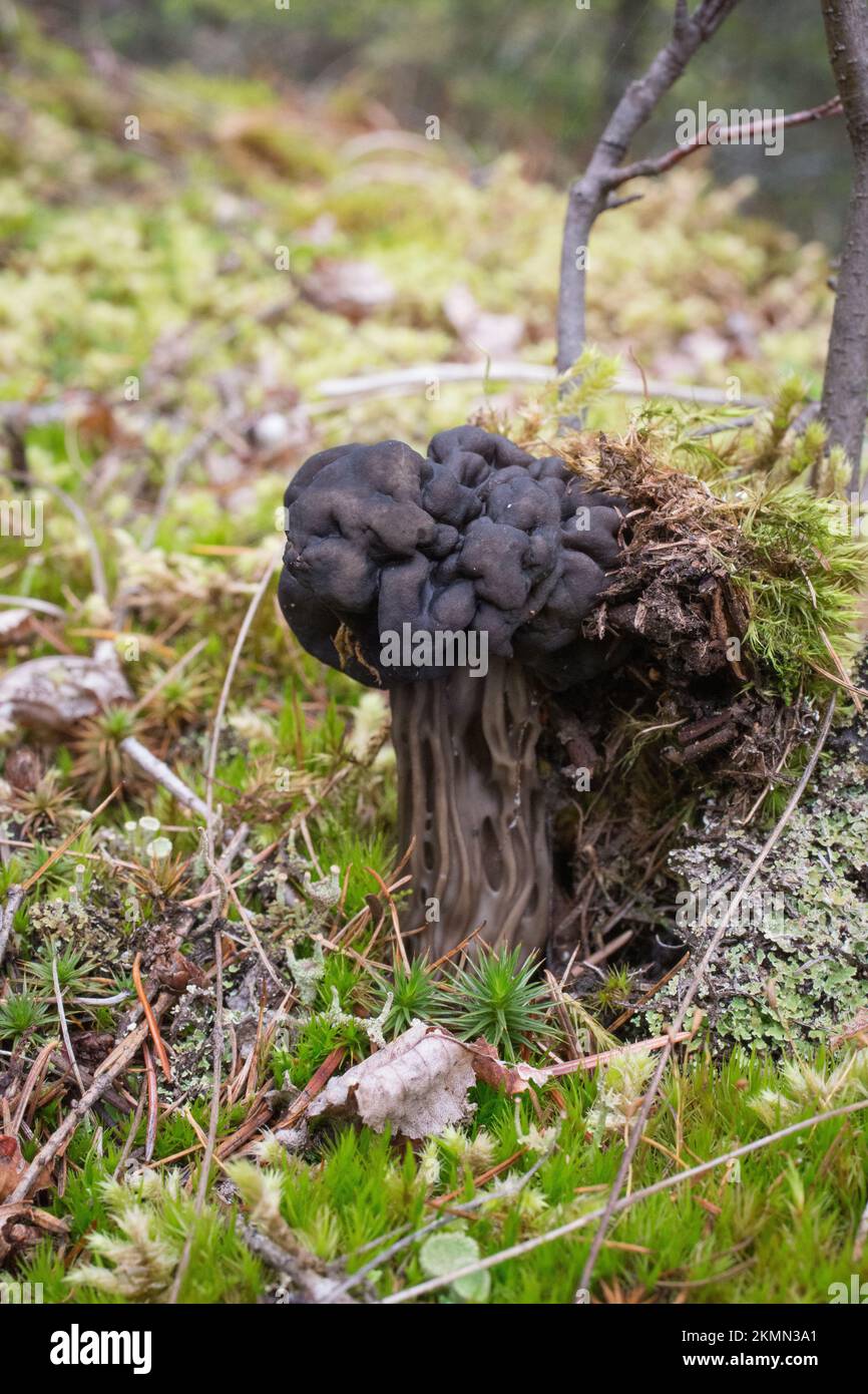 A black elfin saddle mushroom, Helvella vespertina, pushing up through the moss, on a mountain trail, west of Libby, Montana  Common names for this mu Stock Photo