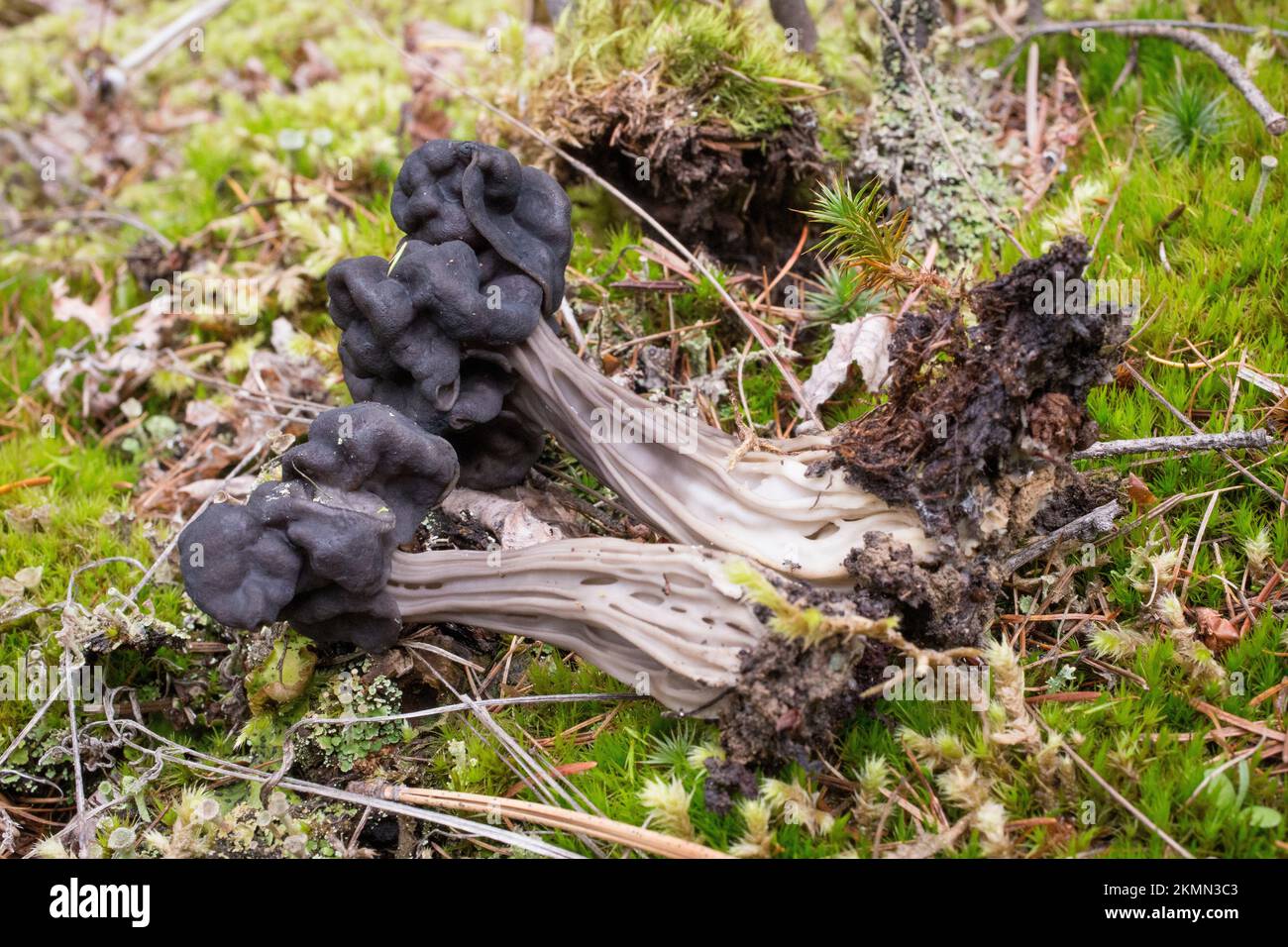 A black elfin saddle mushroom, Helvella vespertina, pushing up through the moss, on a mountain trail, west of Libby, Montana  Common names for this mu Stock Photo