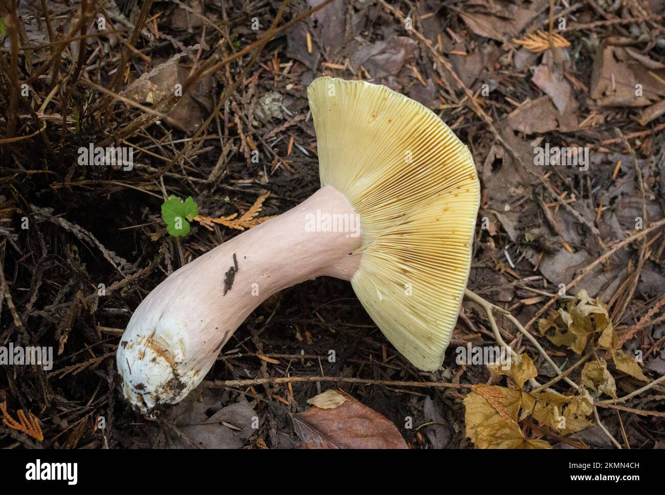 The gills of an olve brittlegill mushroom, Russula olivacea, growning