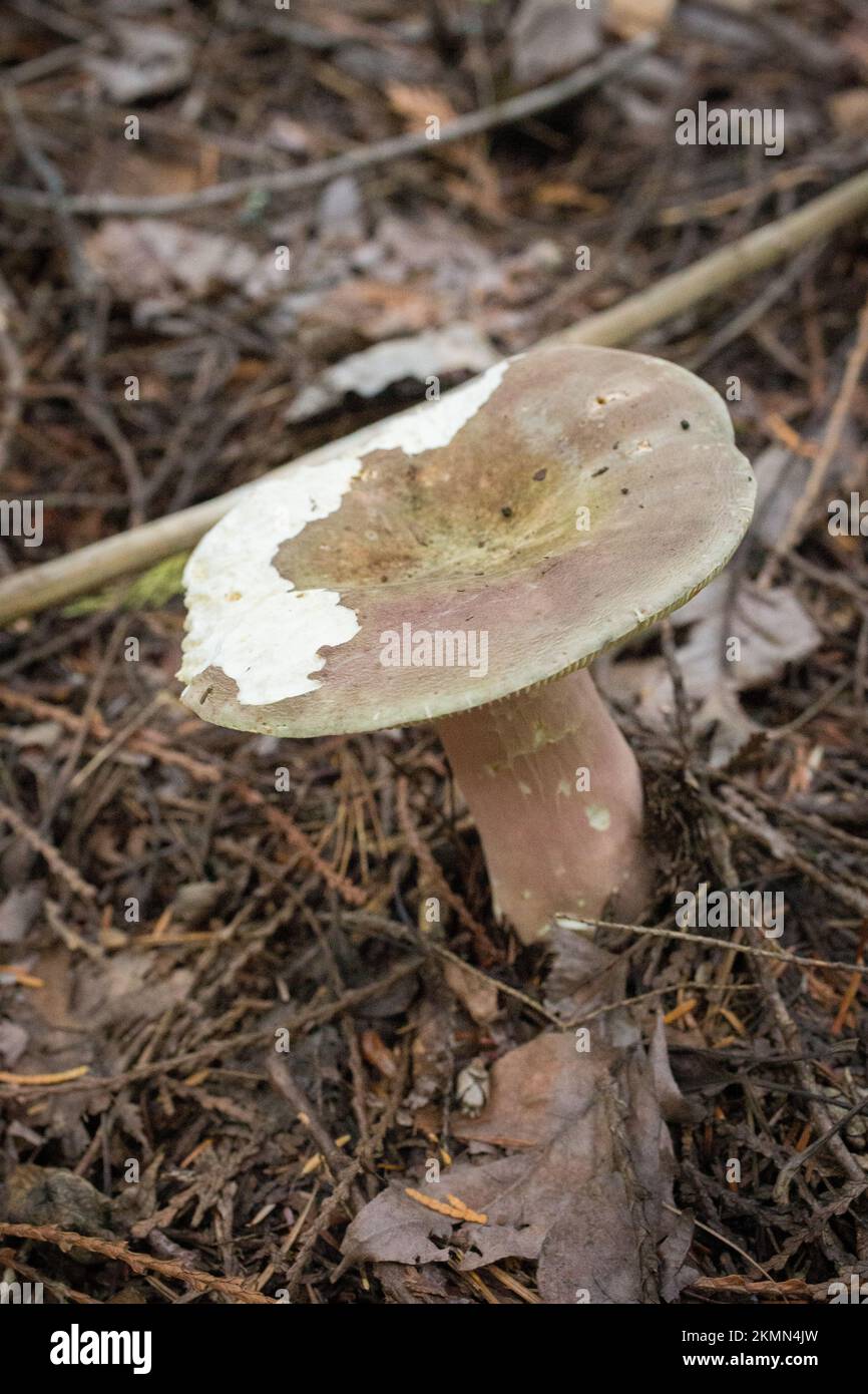 An olve brittlegill mushroom, Russula olivacea, growning under Western Red Cedar and mixed conifers, up on Ruby Loop, west of Troy, Montana.  Kingdom: Stock Photo