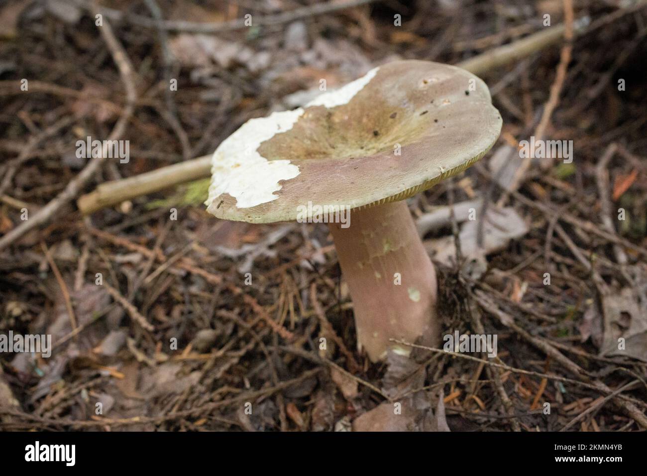 An olve brittlegill mushroom, Russula olivacea, growning under Western Red Cedar and mixed conifers, up on Ruby Loop, west of Troy, Montana.  Kingdom: Stock Photo