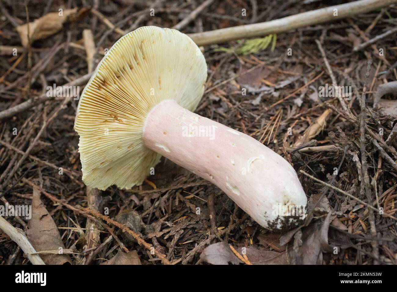 The gills of an olve brittlegill mushroom, Russula olivacea, growning under Western Red Cedar and mixed conifers, up on Ruby Loop, west of Troy, Monta Stock Photo