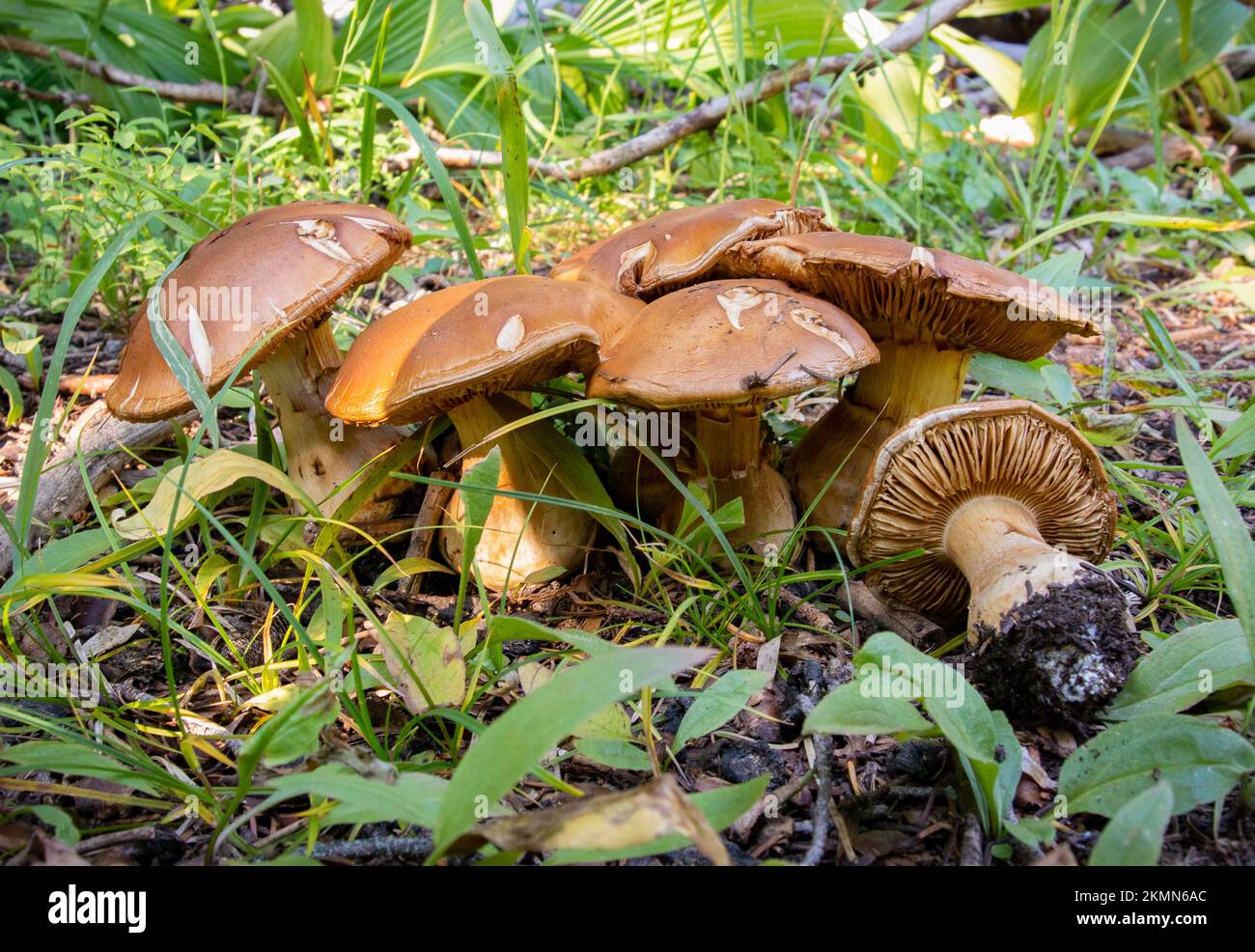 A cluster of  of brown mountain webcap mushrooms, Cortinarius elegantio-montanus, found growing on Senate Mountain, in the Anaconda-Pintler Mountains Stock Photo